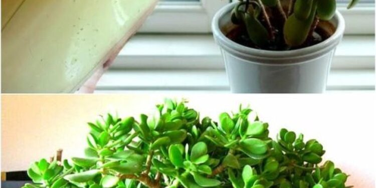 Winterfütterung des Geldbaumes, die die Pflanze stark macht und die Blüte anregt