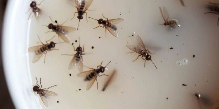 Geben Sie diese Mischung in Ihre Küche