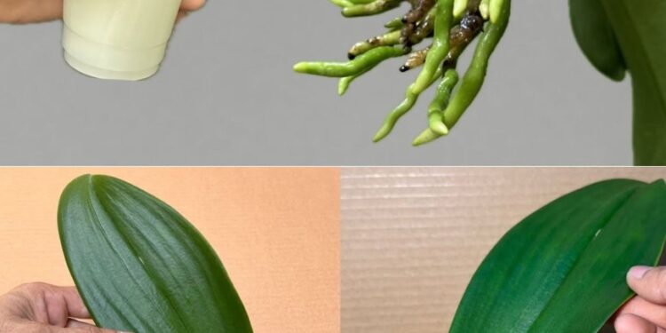 Gießen Sie damit Ihre Orchideenblüten