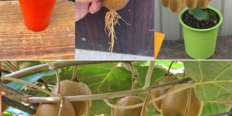 Kiwi: wie man den Kiwibaum pflanzt, züchtet und erntet