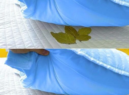 Einfach Lorbeerblätter unter das Kopfkissen legen – was dabei passiert, ist beeindruckend