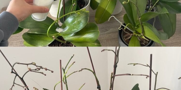 Orchideen, nur wenn man sie so gießt, halten sie ein Leben lang: immer üppig
