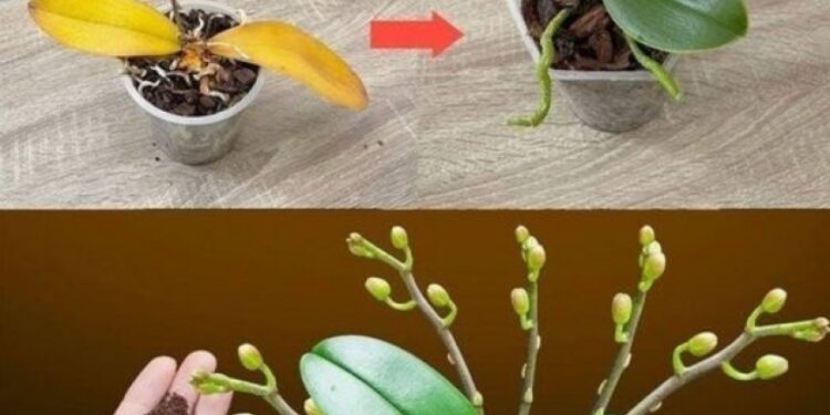 Nur ein Teelöffel, und plötzlich blüht die Orchidee auf wundersame Weise mit vielen Blumen