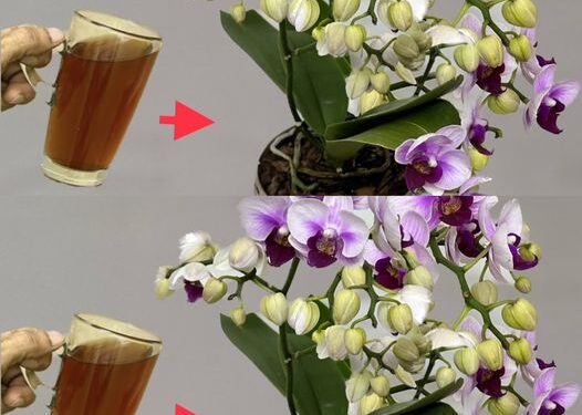 Nur 1 Tasse pro Monat reicht aus: Sowohl Blumen als auch Wurzeln blühen das ganze Jahr über