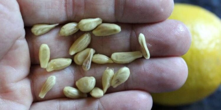 Machen Sie beim Auspressen von Zitronen nicht den Fehler, die Kerne wegzuwerfen: So verwendet sind sie Gold wert