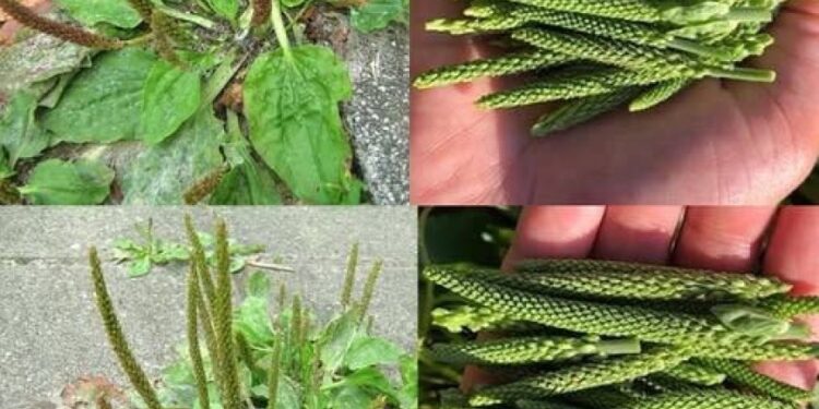 Plantago Major: Eine unterschätzte Pflanze
