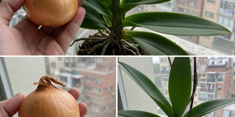 1 Zwiebel reicht! Und die Orchidee blüht das ganze Jahr über ununterbrochen