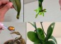 Meine Nachbarin hat ihre Orchidee weggeworfen, aber ich habe sie mitgenommen und ihr nach zwei Monaten als gesunde Pflanze zurückgegeben. Ein toller Tipp, um Orchideen wiederzubeleben