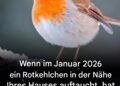 Wenn Sie in der Nähe Ihres Hauses ein Rotkehlchen sehen
