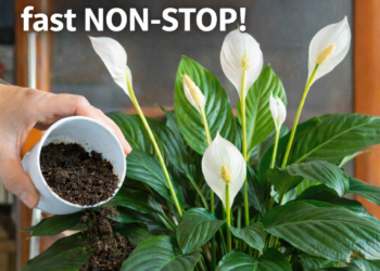 Geben Sie nur 1 Zutat in den Blumentopf – und die Pflanze blüht fast NON-STOP!