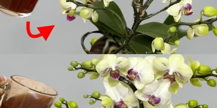 Nie mehr Orchideen mit Wasser gießen: Gießen Sie sie damit für eine spektakuläre Blüte