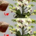 Nie mehr Orchideen mit Wasser gießen: Gießen Sie sie damit für eine spektakuläre Blüte