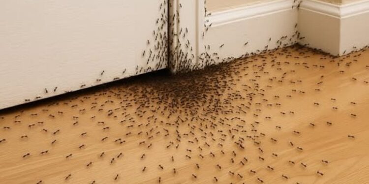 Wenn Sie Ameisen in Ihrem Haus sehen, bedeutet das, dass… etwas Unsichtbares zu Hause passiert