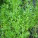 Klettenlabkraut (Galium aparine): Das pflanzliche Heilmittel zur Entgiftung und für die Gesundheit des Lymphsystems