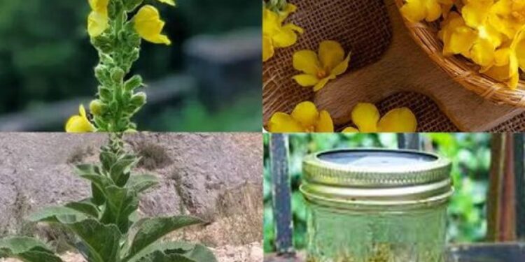 Königskerzenblüten: Einfache Geheimnisse für natürliche Heilung und Wohlbefinden