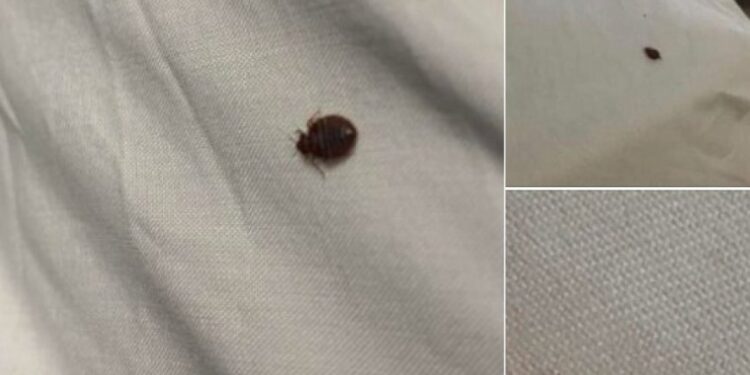 Wenn Sie Zecken in Ihrem Haus finden, sollten Sie Folgendes wissen