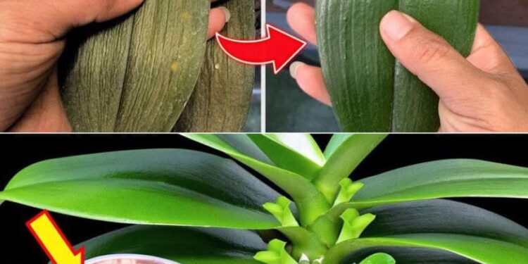 Ein Tropfen erzeugt hellgrüne Blätter – so eine Orchidee hatte ich noch nie zuvor