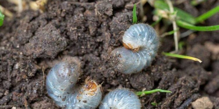 Ich wünschte, ich hätte das früher gelesen! Engerlinge sind ein weit verbreiteter Feind von Rasenliebhabern und Gärtnern!