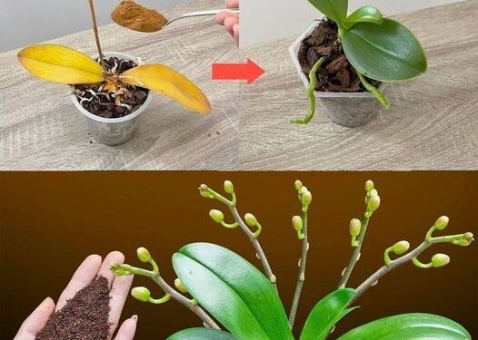 Nur ein Teelöffel, und plötzlich blüht die Orchidee auf wundersame Weise mit vielen Blumen