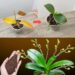 Nur ein Teelöffel, und plötzlich blüht die Orchidee auf wundersame Weise mit vielen Blumen