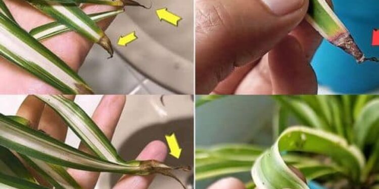 Warum werden die Blattspitzen der Grünlilie braun? Ursachen und Lösungen