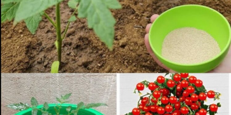 Riesige Tomaten im Garten, verrückt: nur ein Löffel dieser Zutat | Alle Gärtner machen es