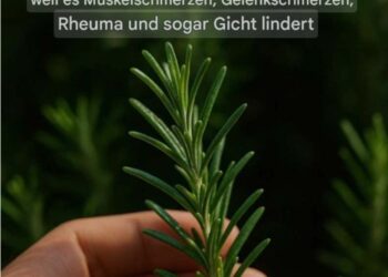 Entdecken Sie die Kraft von Rosmarin: „Natürliches Morphin“ in Ihrem eigenen Zuhause