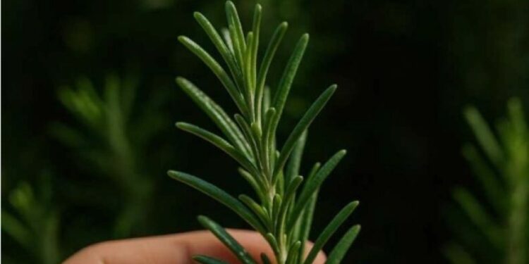 Entdecken Sie die Kraft von Rosmarin: „Natürliches Morphin“ in Ihrem eigenen Zuhause