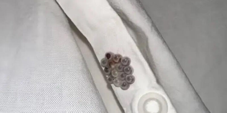 Eine schockierende Entdeckung in meinem Bett wurde zu einem Weckruf über versteckte Gefahren im Haus