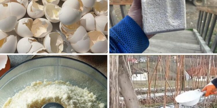 Verwendung zerkleinerter Eierschalen in Ihrem Garten: Eine Anleitung