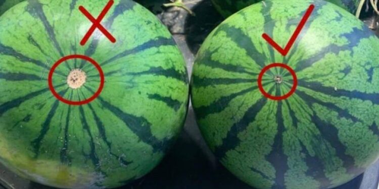 Der Trick bei der Auswahl einer reifen Wassermelone mit süßem, rotem Fruchtfleisch