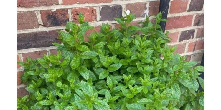 Warum du einen Minz-Pflanze im Eingangsbereich haben solltest