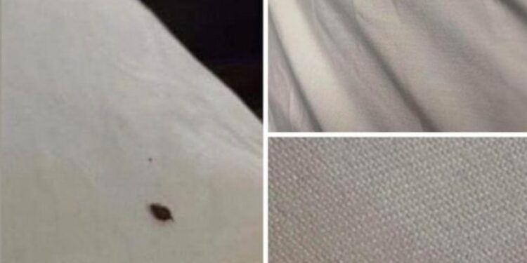 Wenn Sie Zecken in Ihrem Haus finden, sollten Sie Folgendes wissen