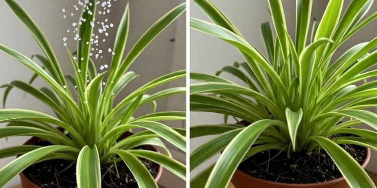 Mit nur einem Löffel kannst du jede Pflanze mit vielen Blüten zum Blühen bringen