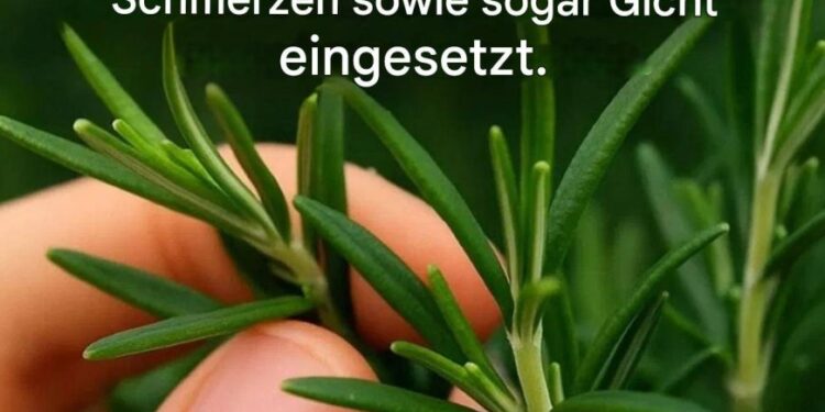 Wie kann man diese Pflanze zu Hause in Hülle und Fülle anbauen