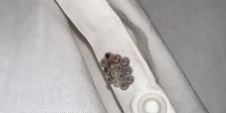 Eine schockierende Entdeckung in meinem Bett wurde zu einem Weckruf über versteckte Gefahren im Haus