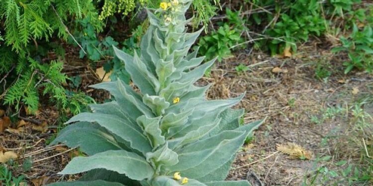Wenn Sie über diese Pflanze stolpern, haben Sie Gold gefunden. Die meisten Leute gehen einfach daran vorbei, ohne eine Ahnung zu haben