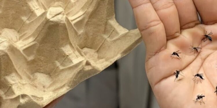 Hör auf, Eierkartons wegzuwerfen