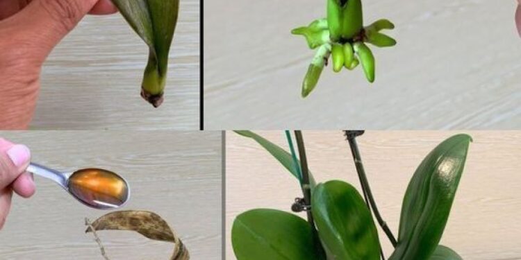 Meine Nachbarin hat ihre Orchidee weggeworfen, aber ich habe sie mitgenommen und ihr nach zwei Monaten als gesunde Pflanze zurückgegeben. Ein toller Tipp, um Orchideen wiederzubeleben
