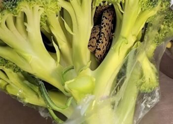 Eine überraschende Entdeckung in einer Aldi-Tüte Brokkoli: ein kulinarisches Abenteuer, das alles veränderte.