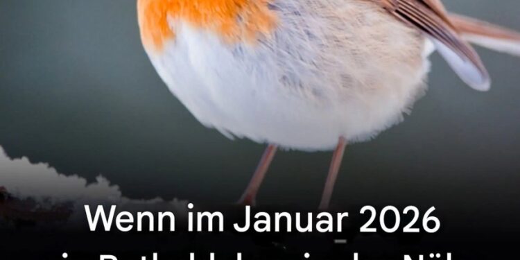 Wenn Sie in der Nähe Ihres Hauses ein Rotkehlchen sehen