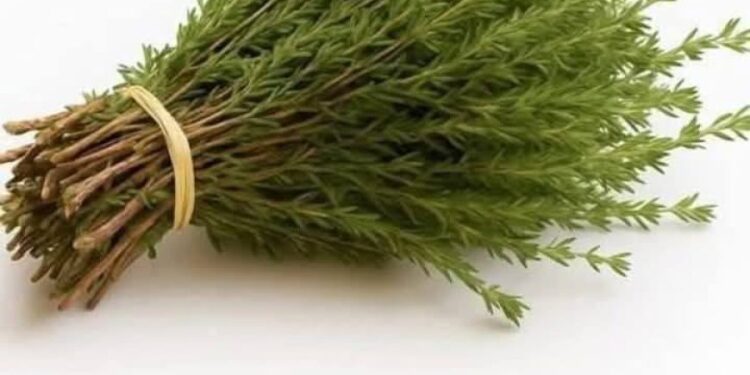 Die Wunderpflanze: Ein natürliches Kraftpaket gegen Parasiten, Harnwegsinfekte, Herpes und Grippeviren