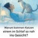 Warum kommen Katzen dir beim Schlafen ins Gesicht?
