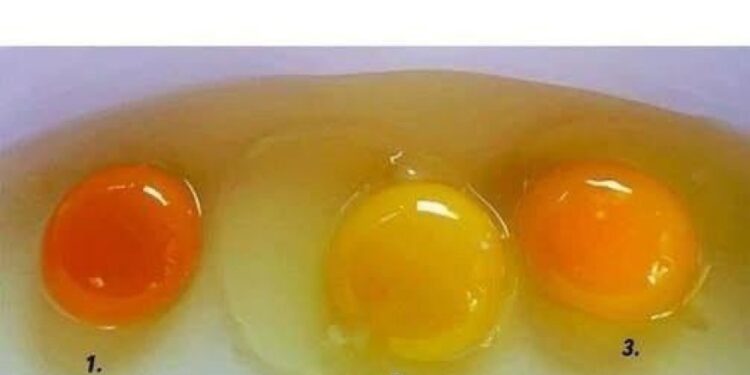 Wie man Eier von gesunden Hühnern erkennt