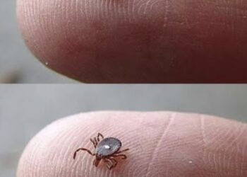 Weiß jemand, was das ist