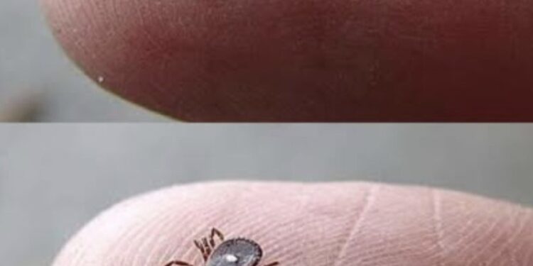 Weiß jemand, was das ist