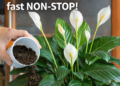 Geben Sie nur 1 Zutat in den Blumentopf – und die Pflanze blüht fast NON-STOP!