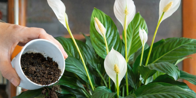 Geben Sie nur 1 Zutat in den Blumentopf – und die Pflanze blüht fast NON-STOP!