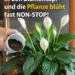 Geben Sie nur 1 Zutat in den Blumentopf – und die Pflanze blüht fast NON-STOP!