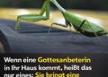 Wenn eine Gottesanbeterin in Ihr Haus kommt, bedeutet das nur eines: Sie überbringt eine wichtige Botschaft.